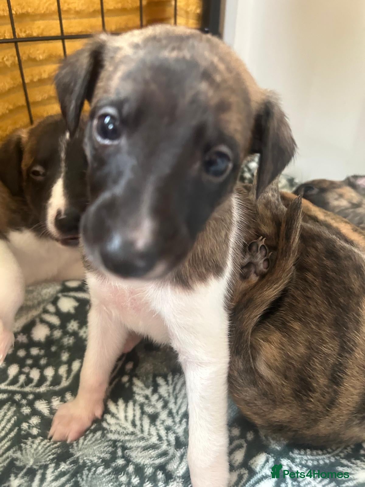 Whippet dogs Stunning pedigree whippet puppies  - Advert 1