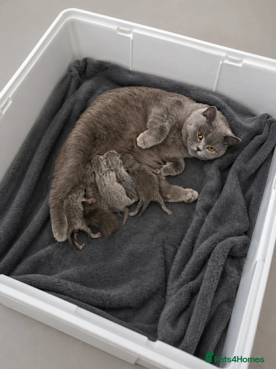 British Shorthair cats for sale: British shorthair kittens available 🥰🐈‍⬛️🥰 in Wrexham - Advert 2