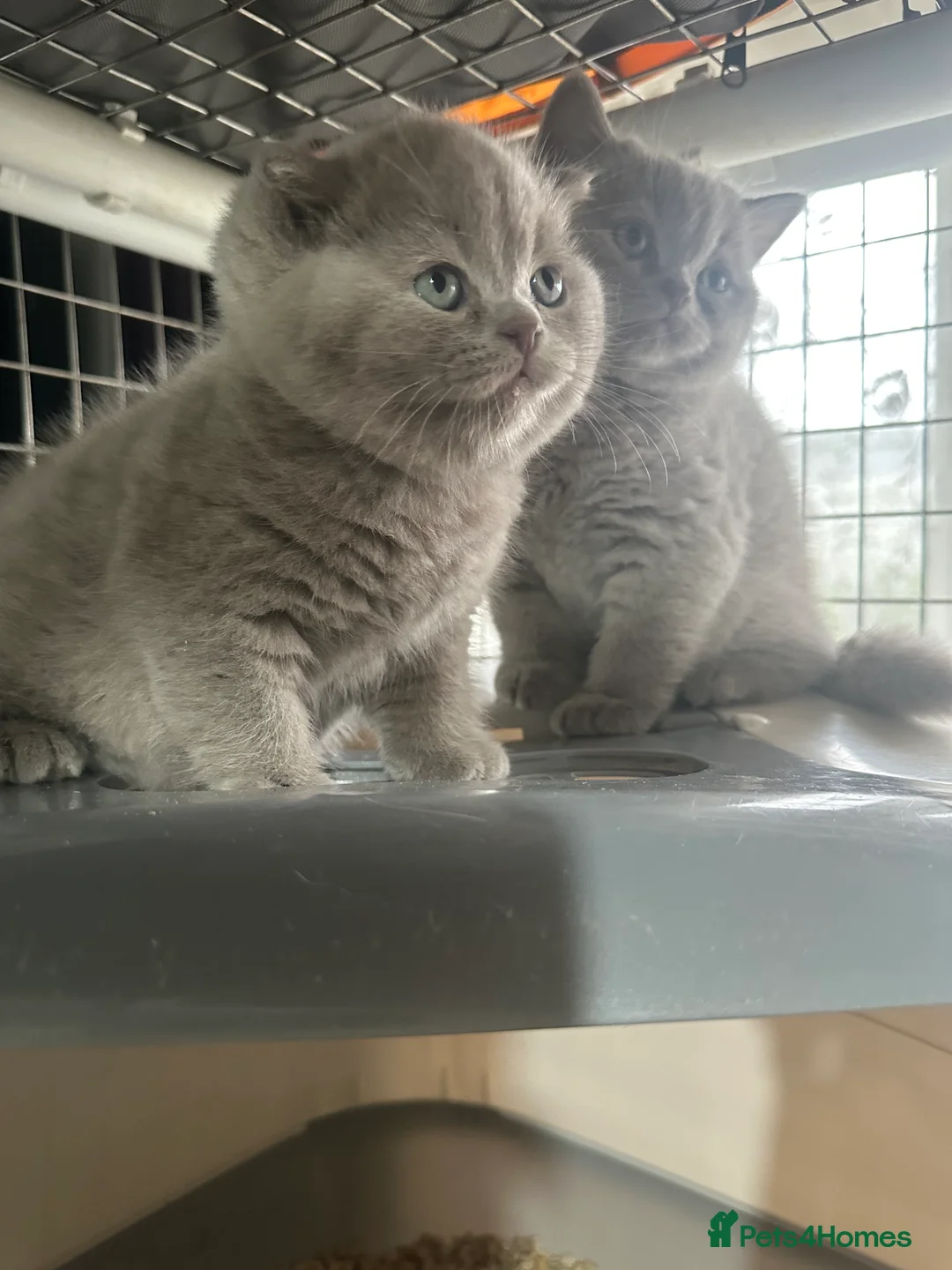 British Shorthair cats for sale: Top pedigree British shorthair chunky kittens  - Advert 2
