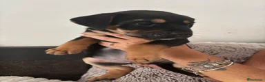black and tan male 3