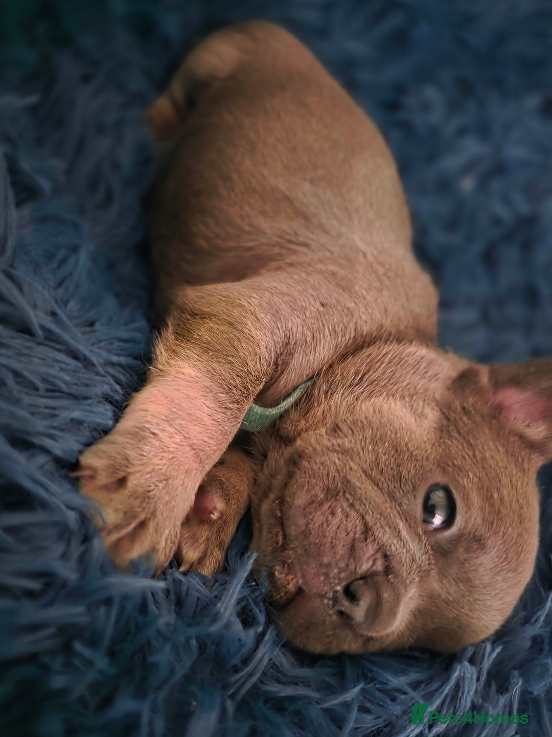 French Bulldog dogs for sale: Frenchie Puppies - Image 11