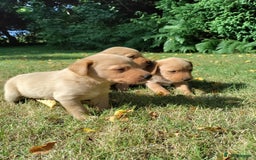 Labrador Retriever dogs for sale: Labrador pups for sale  - Image 12