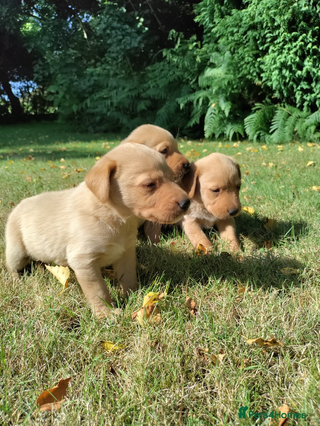 Labrador Retriever dogs for sale: Labrador pups for sale  - Image 12