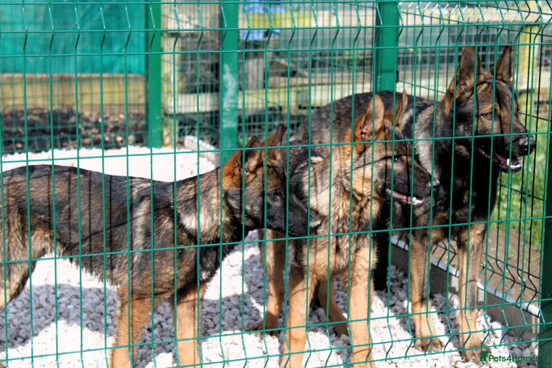 German Shepherd dogs for sale: KC Registered Czech German Shepherd  - Advert 2