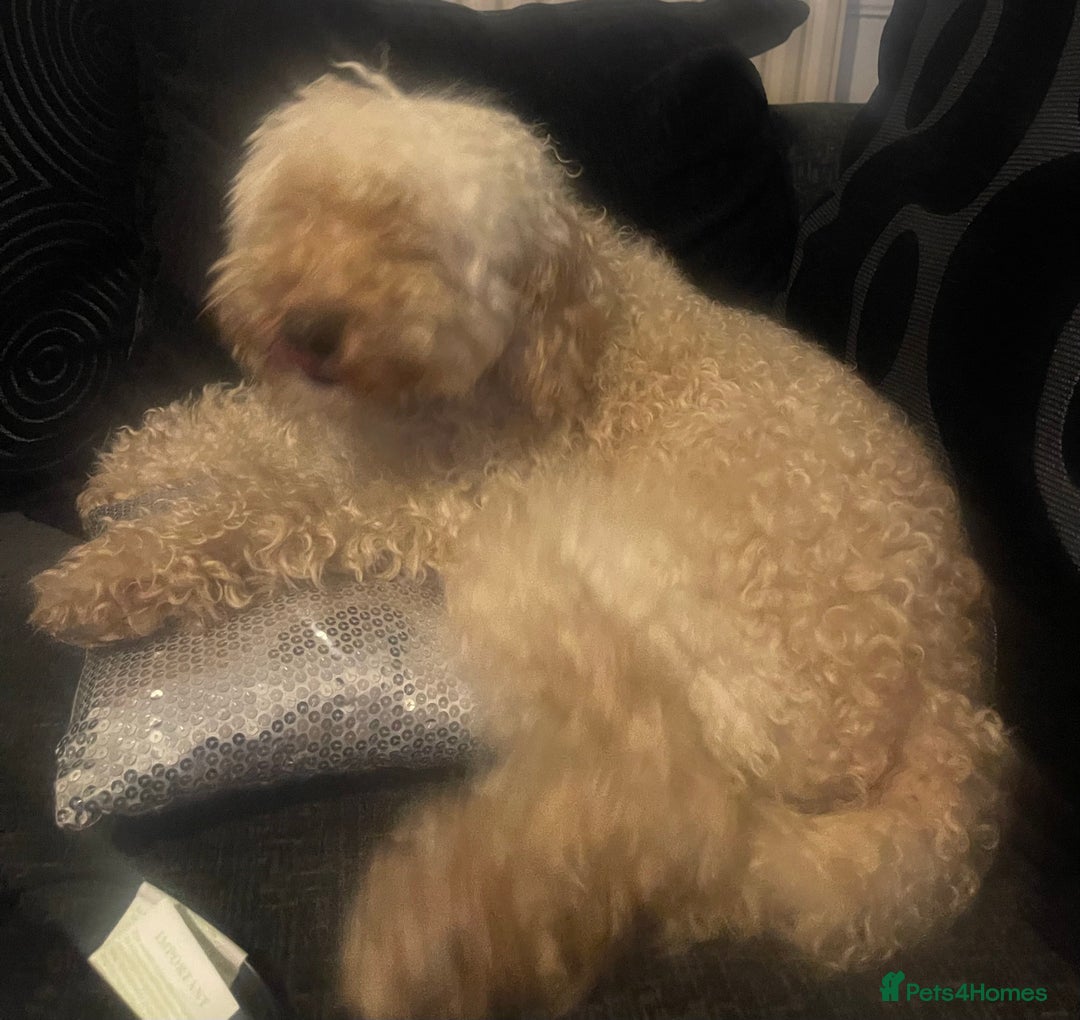 Australian Labradoodle dogs for sale: Meet Yasmin! - Advert 8