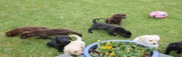 Labrador Retriever dogs for sale: Quality Health Tested Labrador Puppies - Advert 11