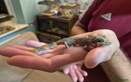 Gecko reptiles for sale: Pair of Northern Spiny tailed geckos and setup - Image 6