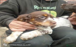Cocker Spaniel dogs for sale: Working Cocker Spaniel Puppies For Sale - Image 8