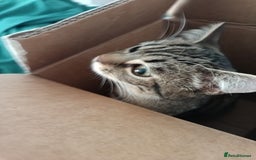 Bengal cats for sale: Beautiful tabby girl - Image 4