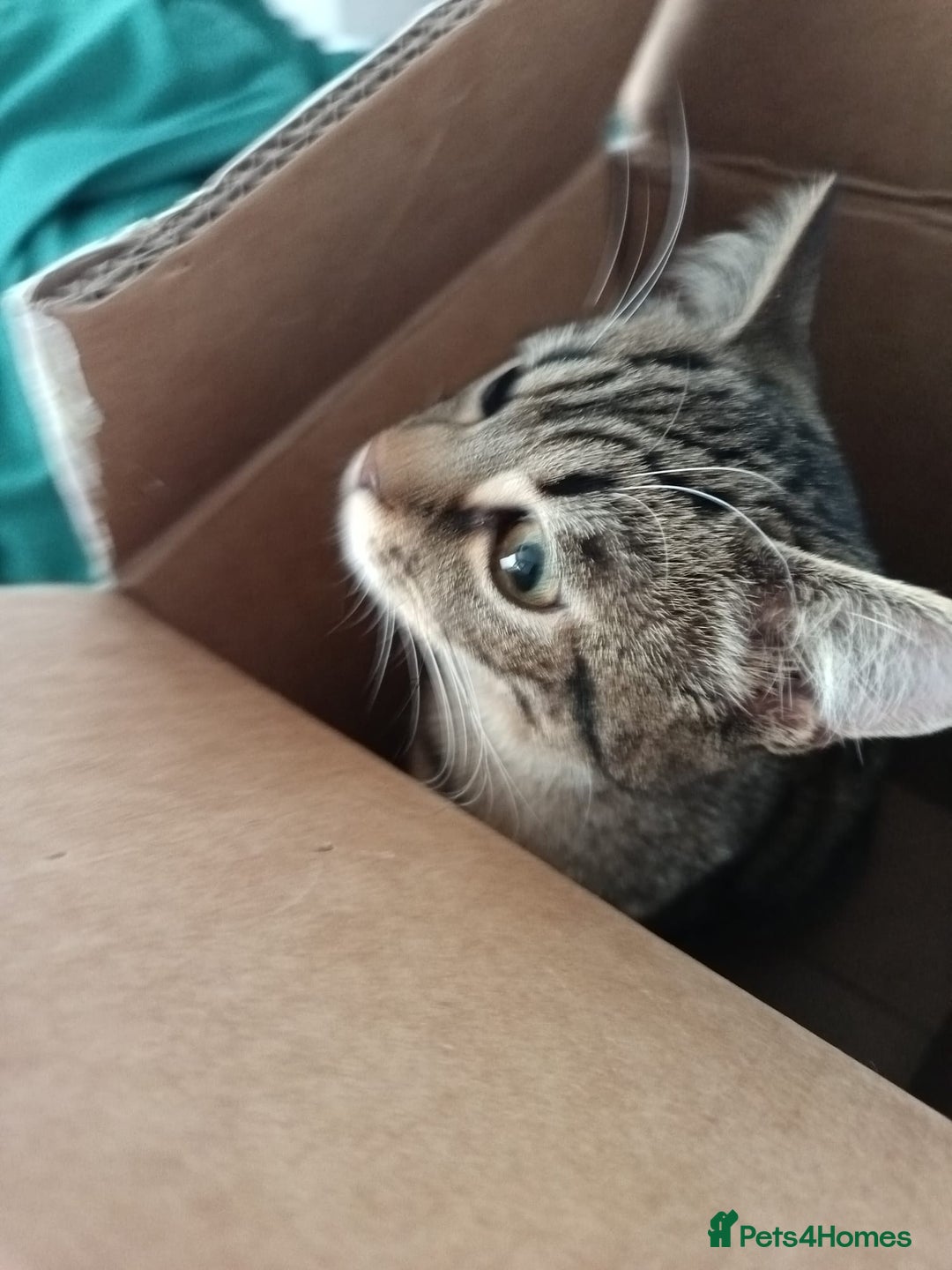 Bengal cats for sale: Beautiful tabby girl - Image 4