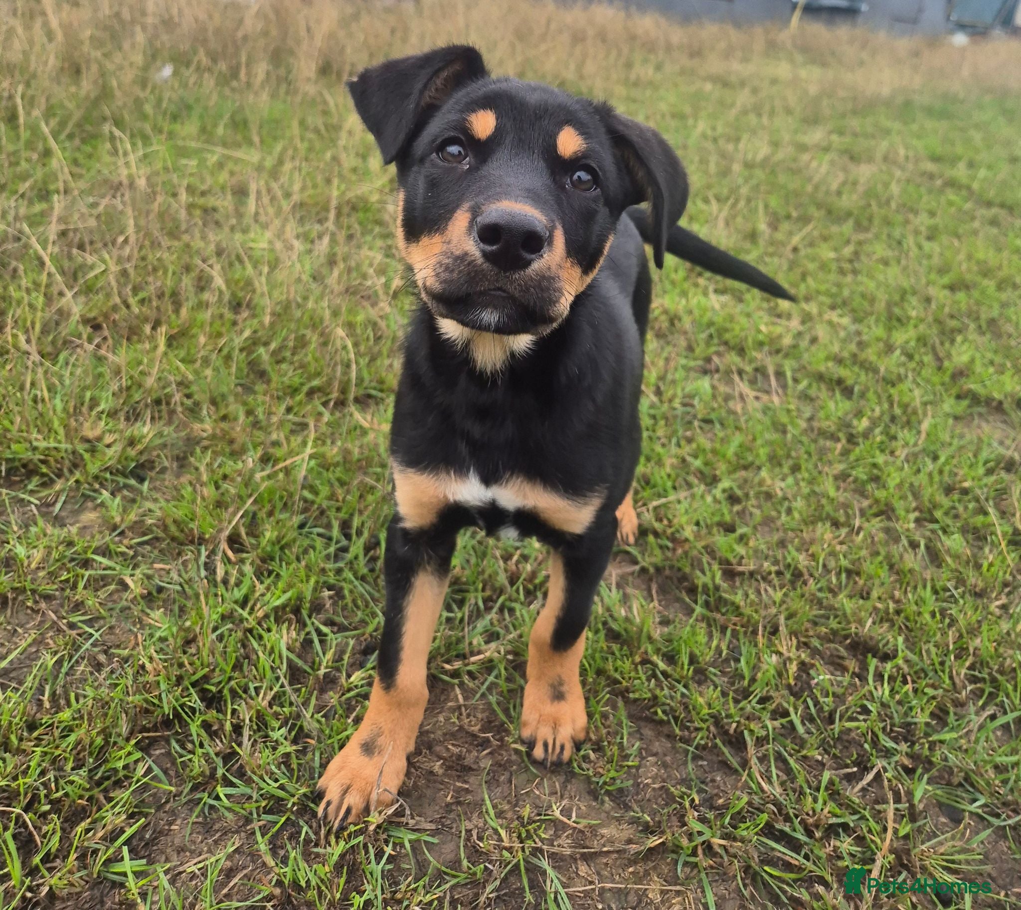 Australian Kelpie dogs Australian Kelpie Puppies - Advert 1