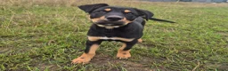 Australian Kelpie dogs for sale: Australian Kelpie Puppies - Advert 1