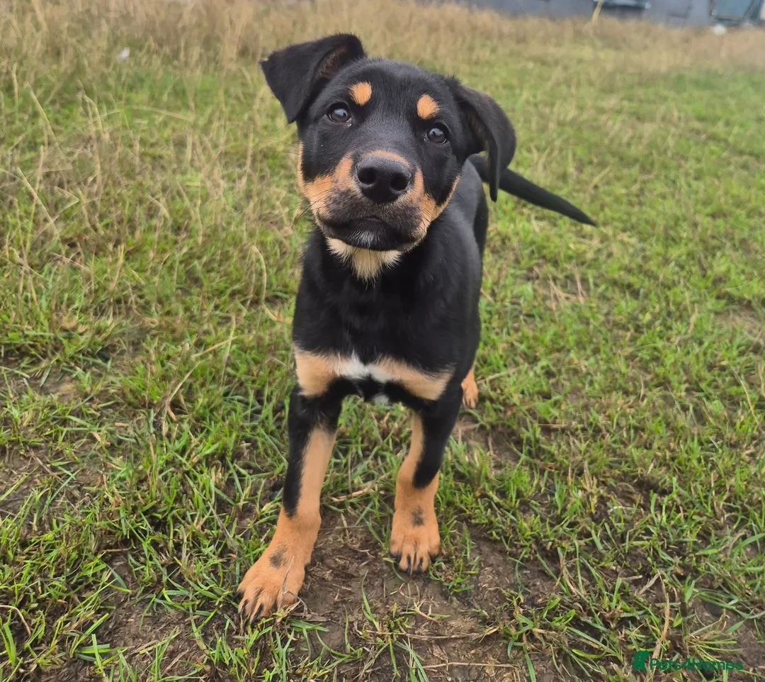 Australian Kelpie dogs for sale: Australian Kelpie Puppies - Advert 1