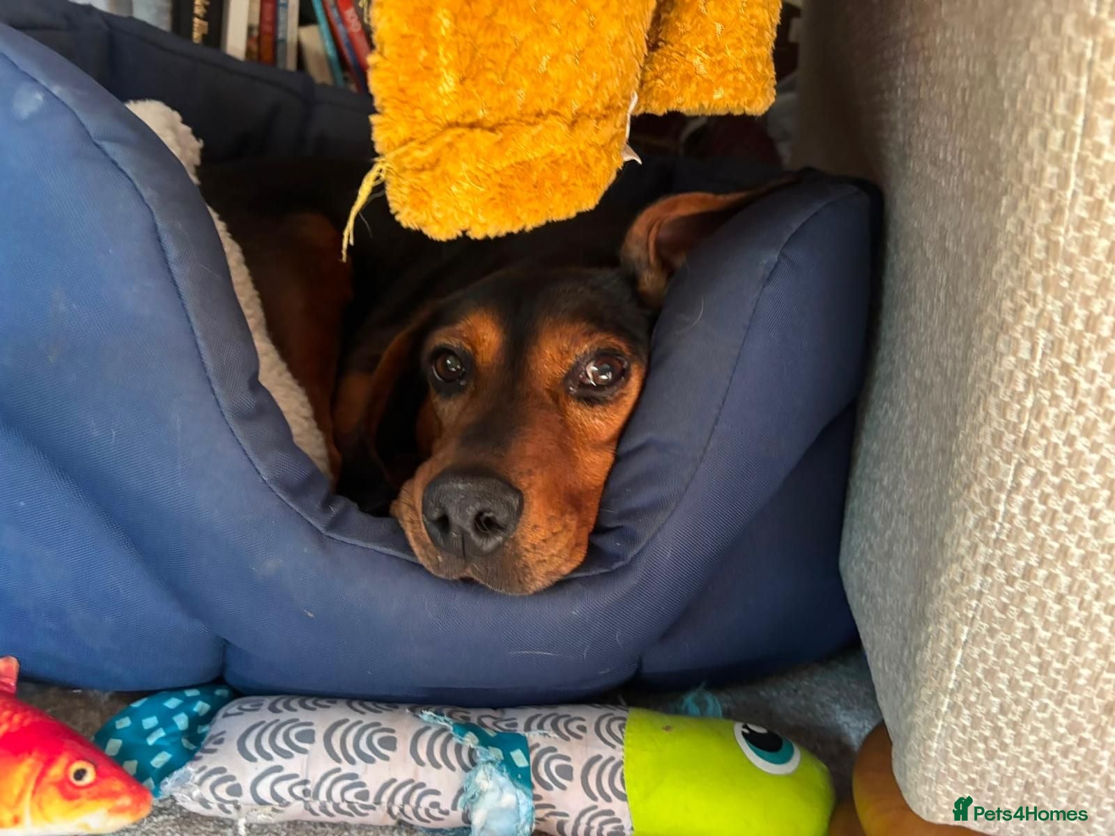 Mixed Breed dogs 6 year old beautiful boy looking for home - Advert 3