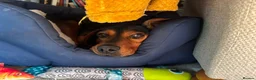 Mixed Breed dogs for sale: 6 year old beautiful boy looking for home - Advert 1