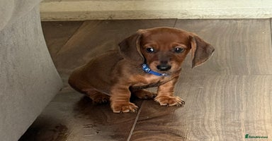 Miniature Dachshund dogs - Advert 8