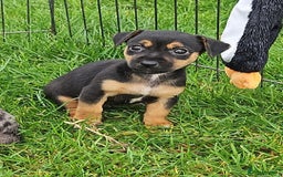 Jack Russell dogs for sale: GORGEOUS JACK RUSSELL PUPPIES  - Image 7