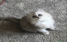 Persian cats for sale: One gorgeous, cheeky, loving little boy left  - Image 8