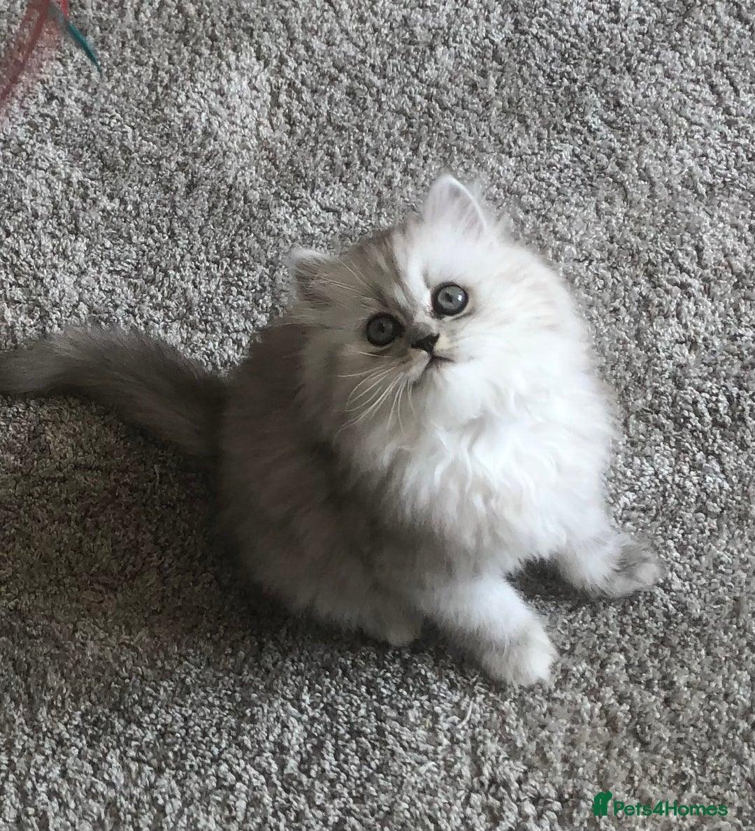 Persian cats for sale: One gorgeous, cheeky, loving little boy left  - Image 8