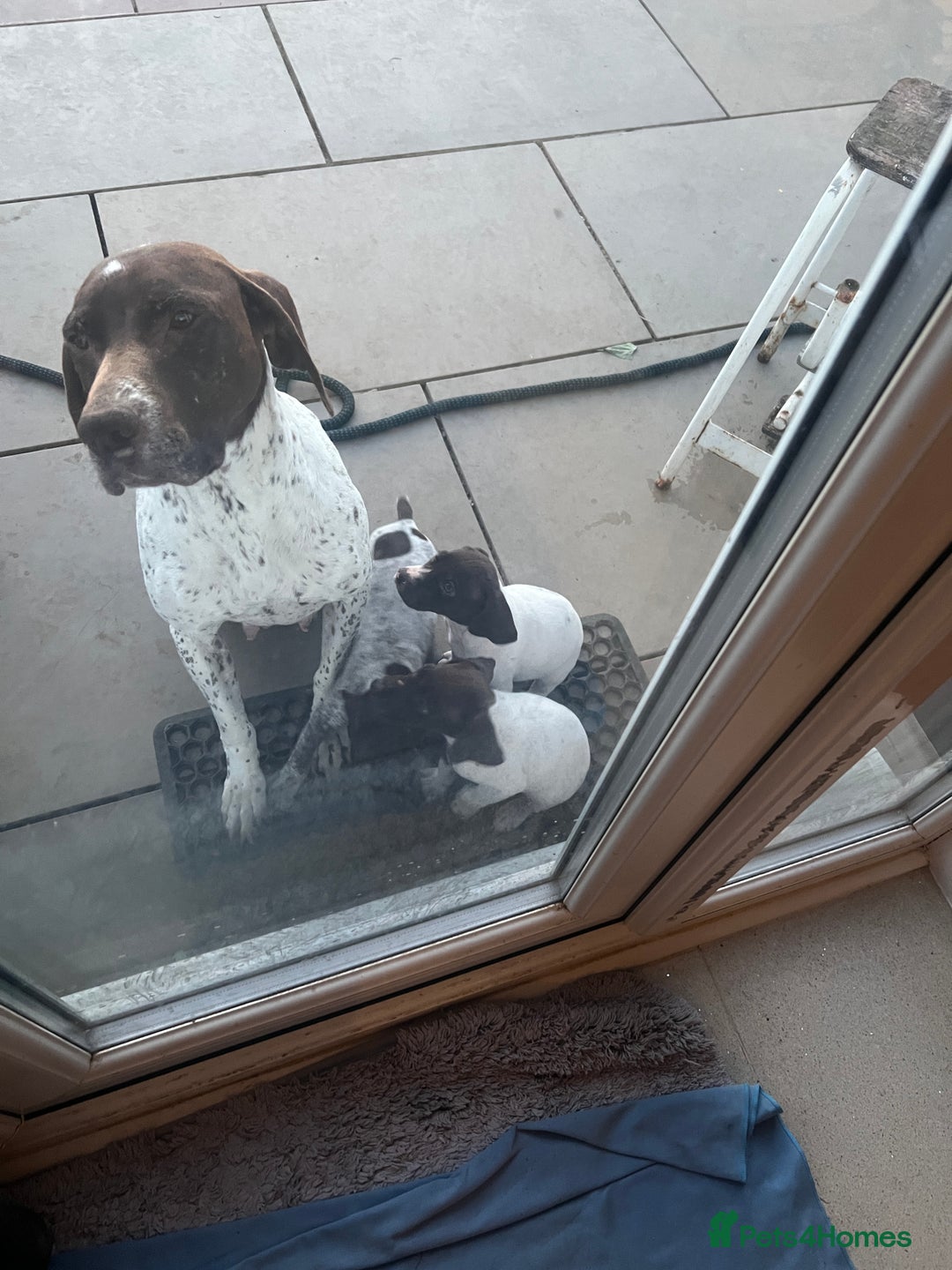 German Shorthaired Pointer dogs for sale: German shorthaired pointer - Image 12