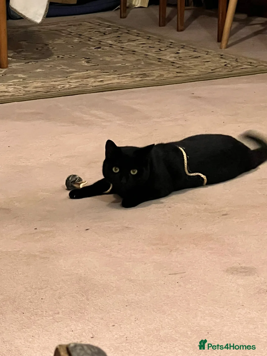 Domestic Shorthair cats for sale: Looking for a new home after bereavement  - Advert 8