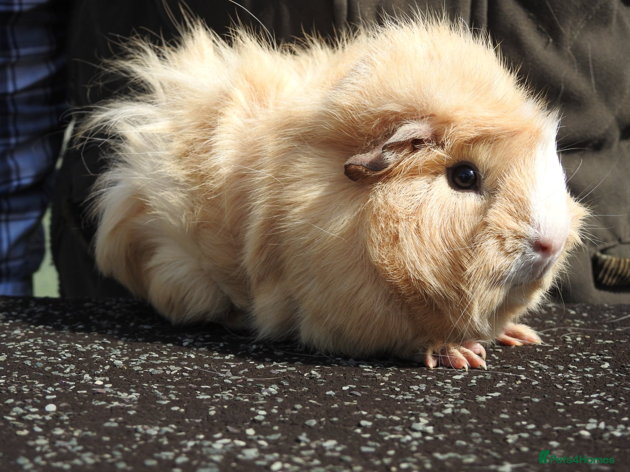 Guinea Pig rodents Pretty Female Guinea pigs for sale - Advert 1