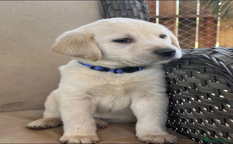 Labrador Retriever dogs - Advert 4