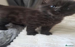 Bombay cats for sale: Cute kitten  - Image 1
