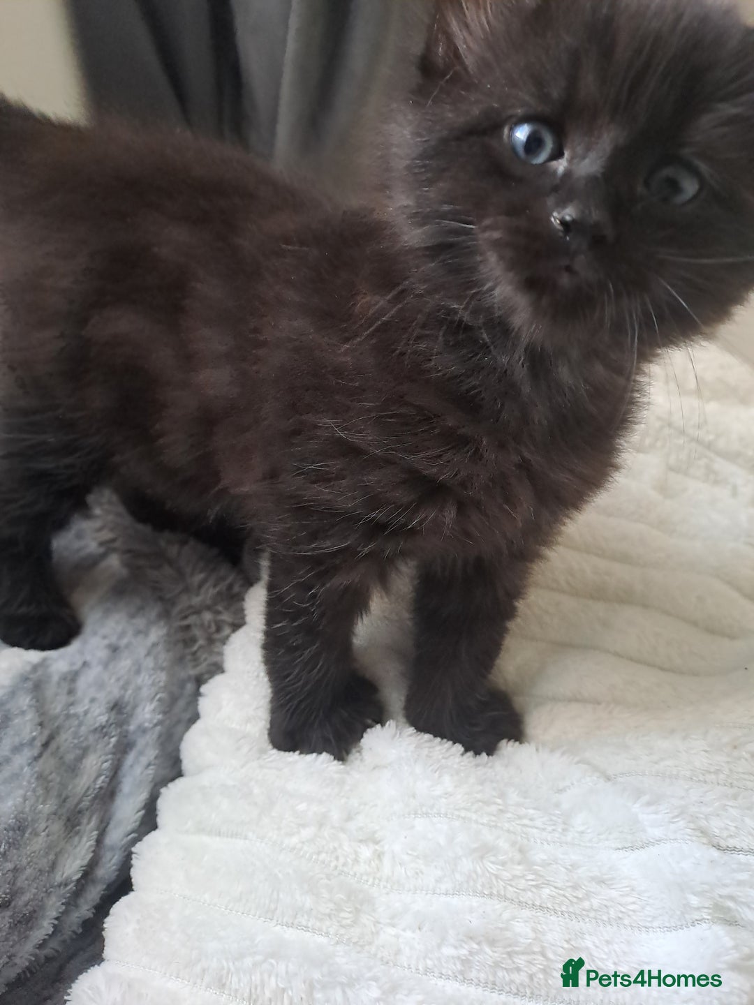 Bombay cats for sale: Cute kitten  - Image 1