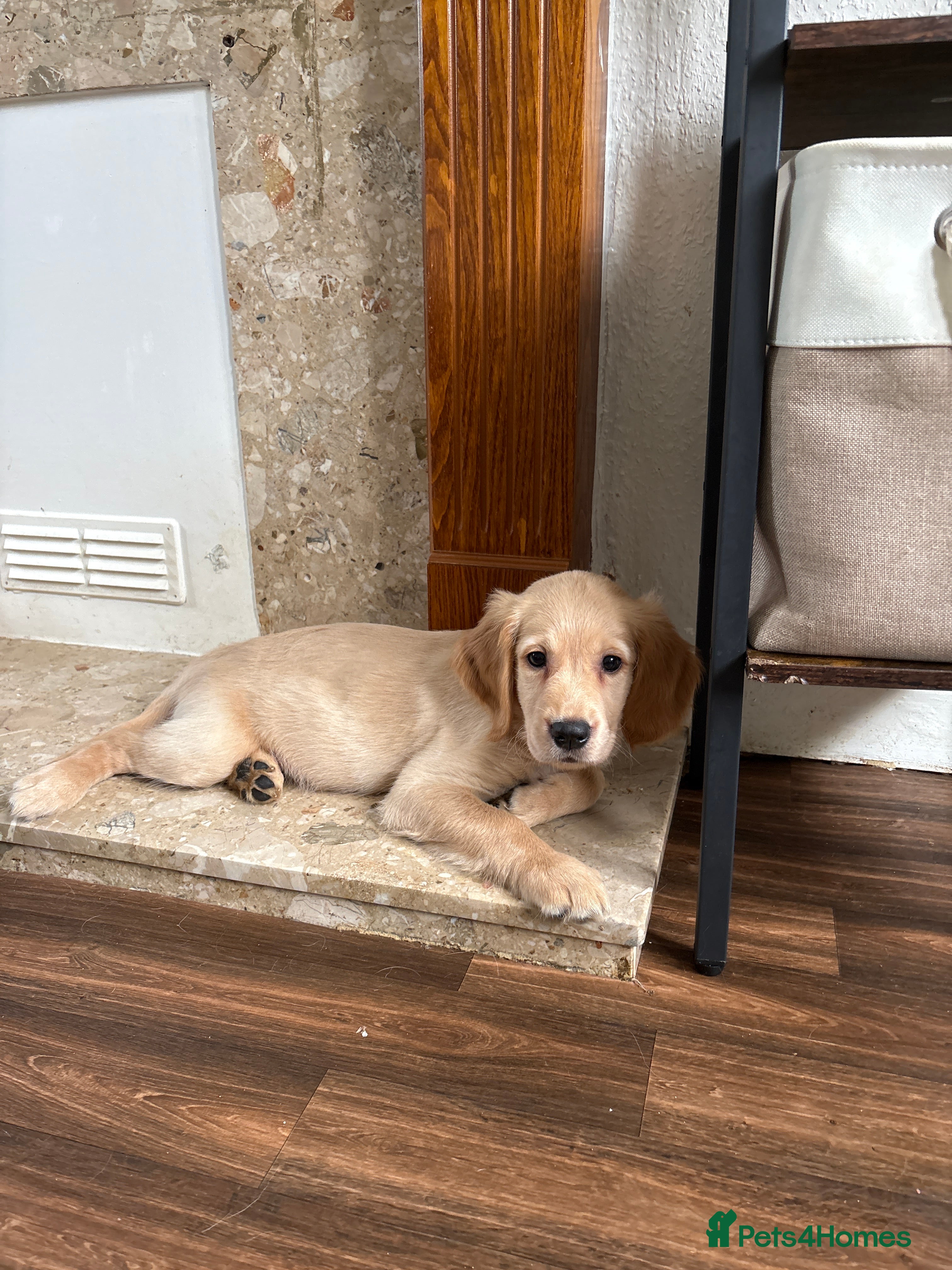 Golden Retriever dogs ⭐️ 2 boys ⭐️  Royal Kennel Club Registered ⭐️ - Advert 2