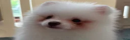 Pomeranian dogs for sale: Tiny White snow Pomeranian Puppies  - Advert 21