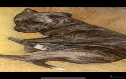 Mixed Breed dogs for sale: Staffordshire - Image 3