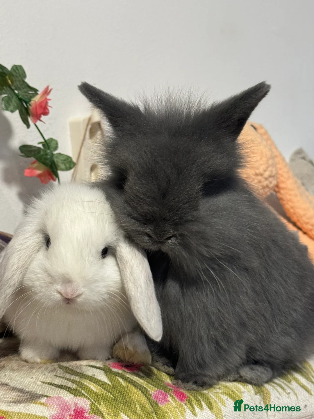 Mini Lop rabbits for sale: Gorgeous mini lop & lion lop babies  - Advert 1