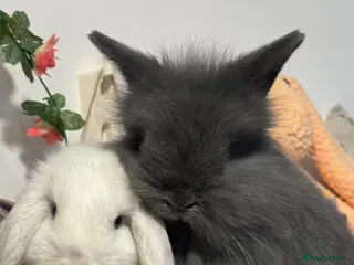 Mini Lop rabbits Gorgeous mini lop & lion lop babies - Advert 1