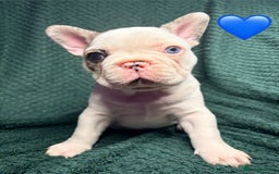 French Bulldog dogs for sale: 2 weeks and will be able to leave - Image 4