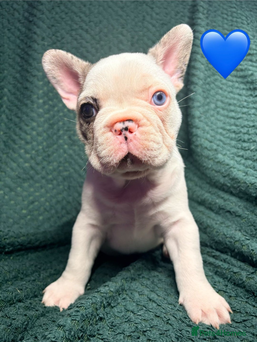 French Bulldog dogs for sale: 2 weeks and will be able to leave - Image 4