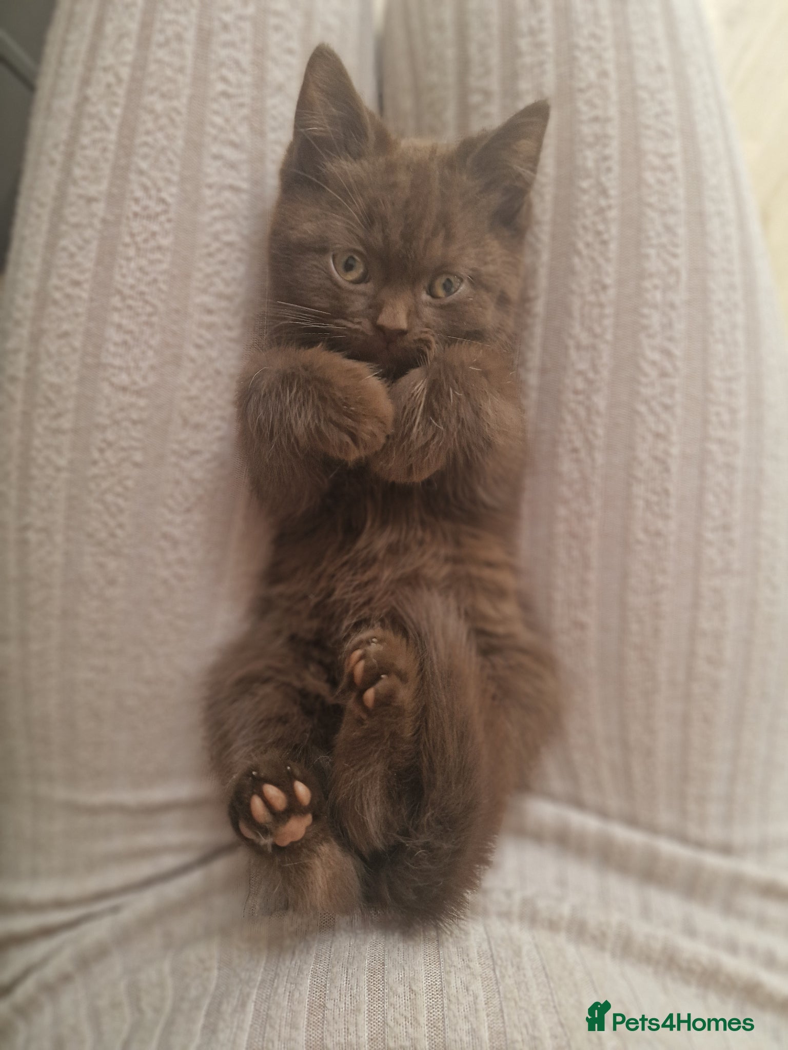 British Shorthair cats for sale: One little chocolate boy - Advert 1