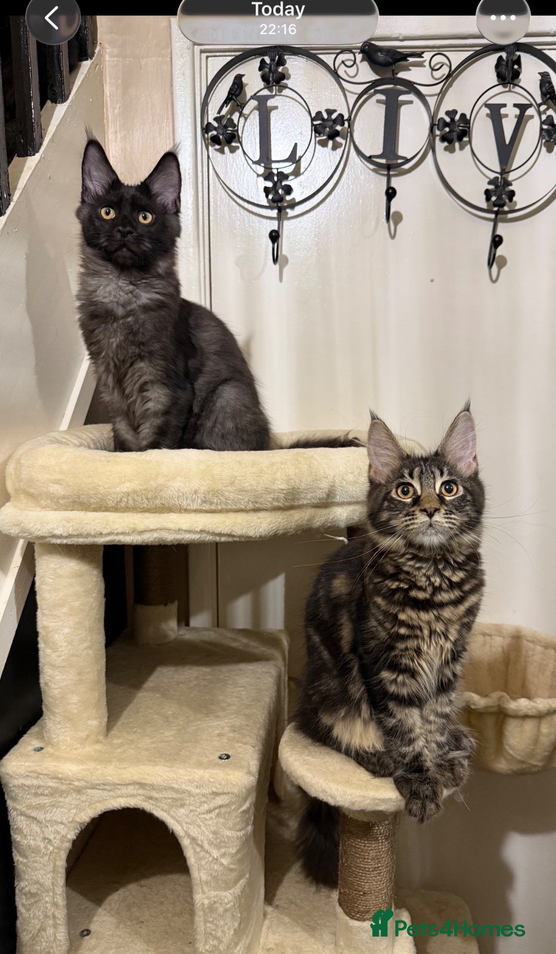Maine Coon cats European Maine coon kittens - Advert 1