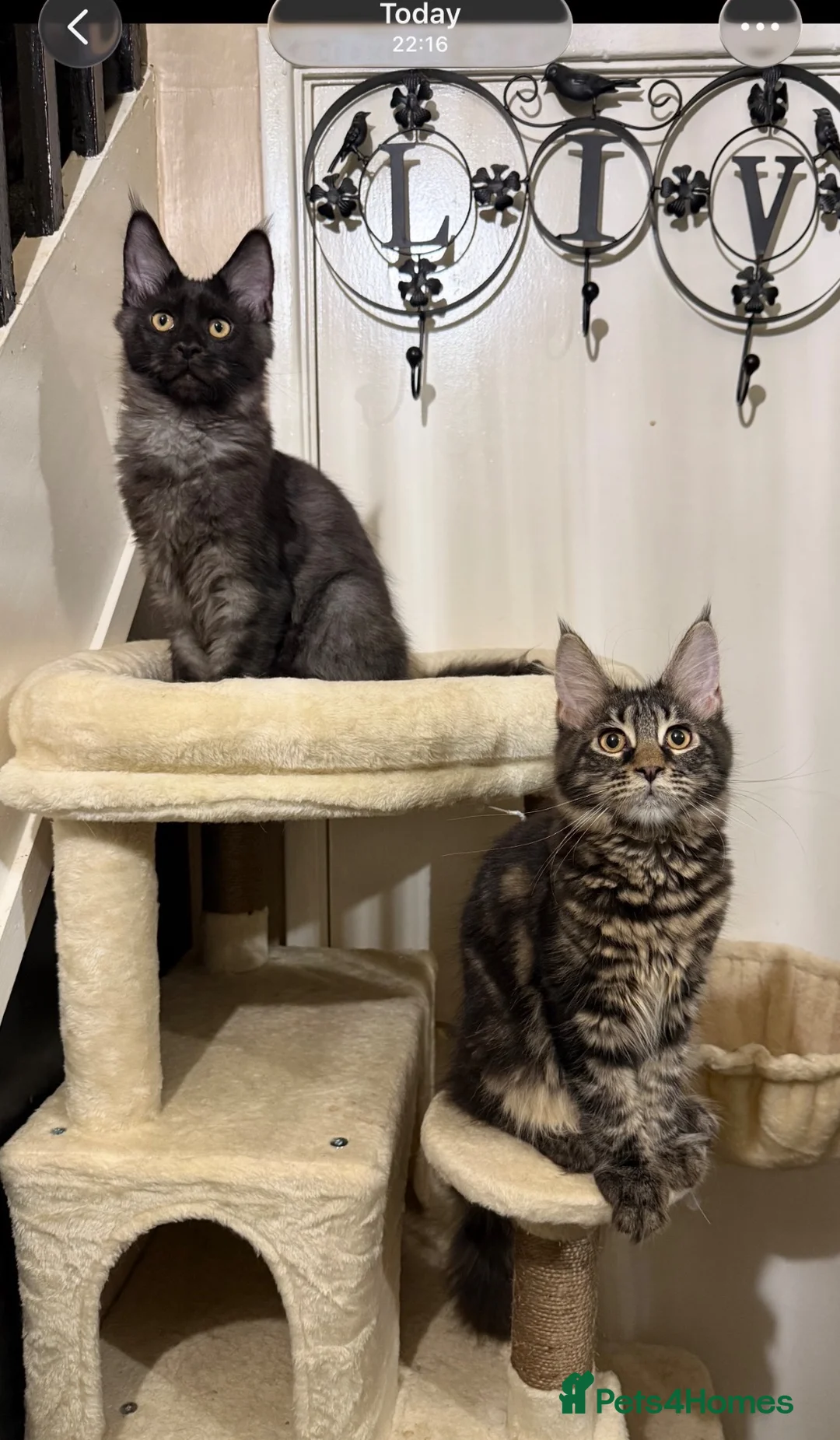 Maine Coon cats for sale: European Maine coon kittens - Advert 1