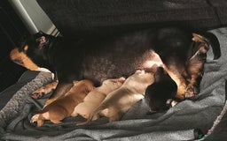 American Bully dogs for sale: Beautiful Pocket Bully Puppies - Home Raised - Advert 7