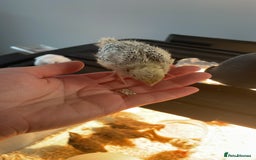 Quail poultry for sale: Quail - Advert 4