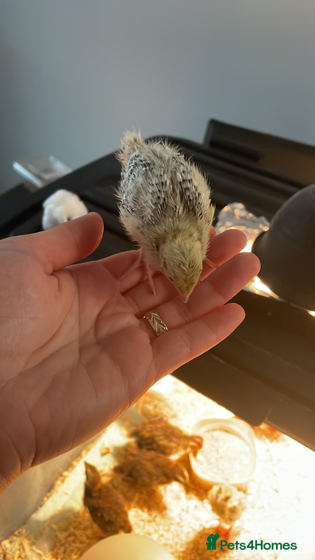 Quail poultry for sale: Quail - Advert 4