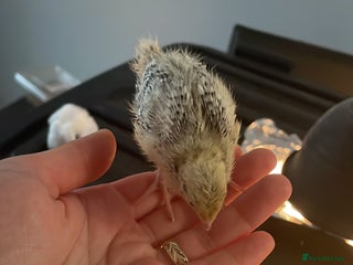 Quail poultry Quail - Advert 18