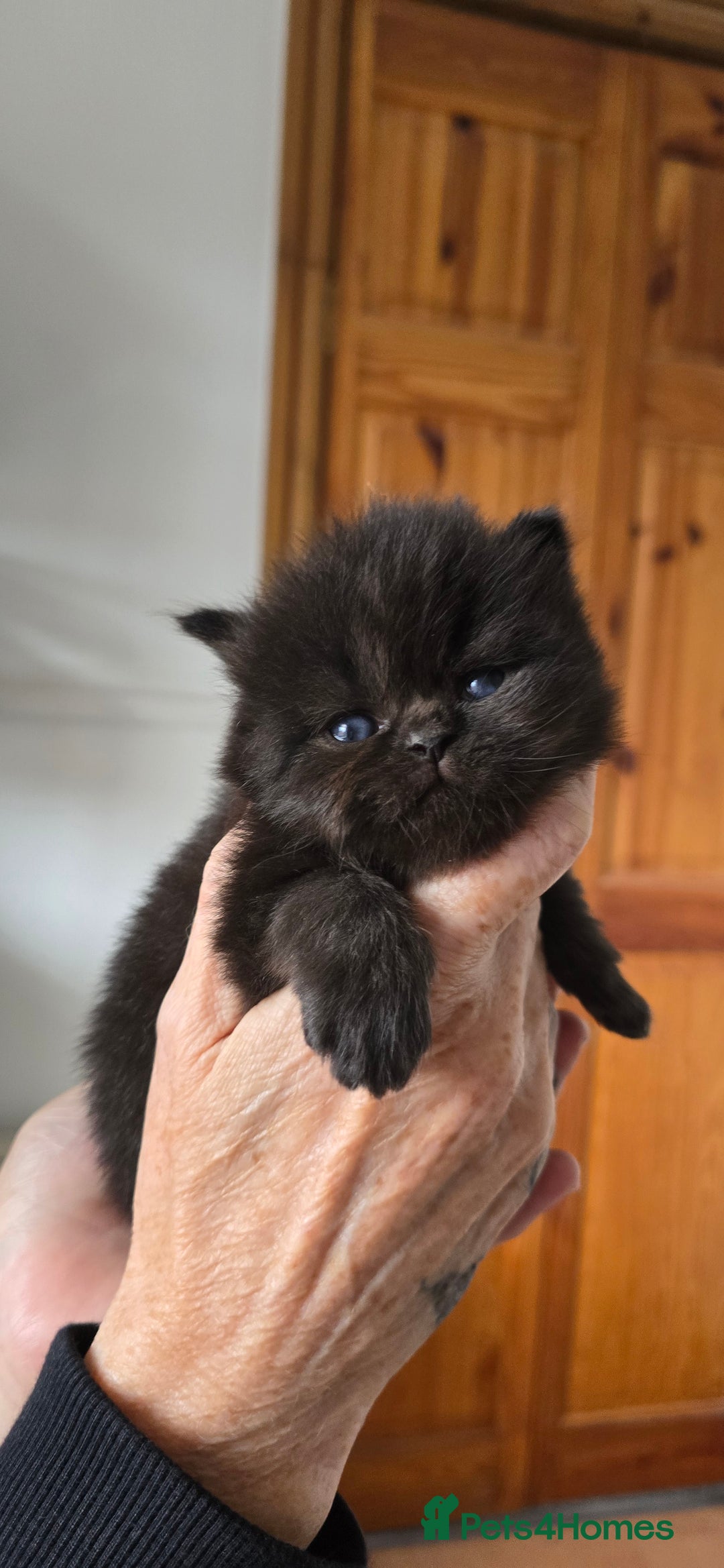British Longhair cats for sale: 💙🩷 stunning British longhair 💙🩷 - Image 10