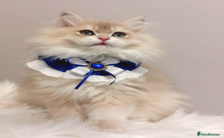 British Longhair cats - Advert 3