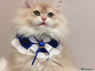 British Longhair cats - Advert 12