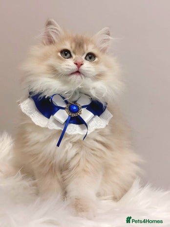 British Longhair cats - Advert 14