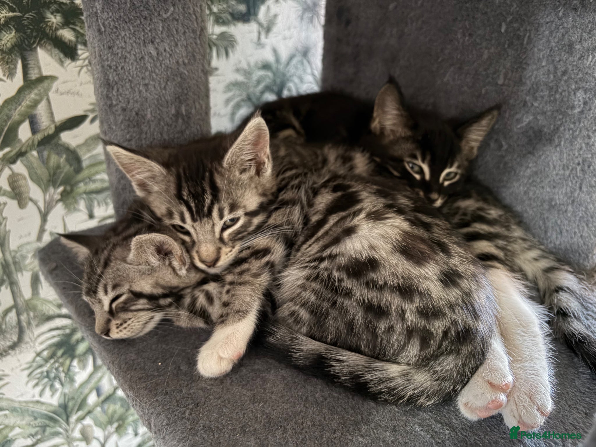 Maine Coon cats for sale: Champion XL Russian Maine coon X GCCF bengal - Advert 1