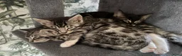 Maine Coon cats for sale: Champion XL Russian Maine coon X GCCF bengal - Advert 4