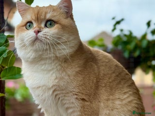 British Shorthair cats in Ipswich - Advert 28